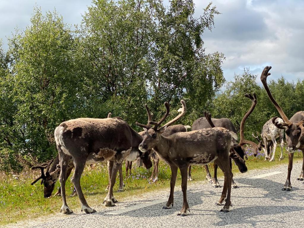 Strandgarden Fjaellnaes Tänndalen 外观 照片